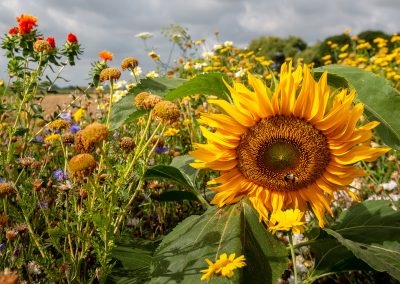 Bloemenstrook - © Marc Machielse Fotografie