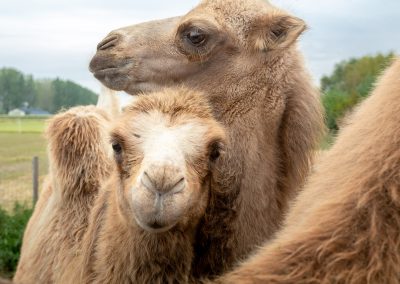 Kamelen - © Marc Machielse Fotografie